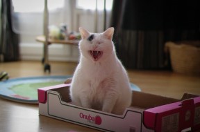 华体会官网-美加之夜燃起烈焰，恩佐，唯一照亮命运的独舞者